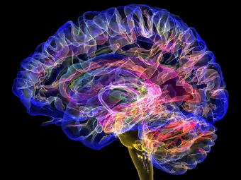 操屄网址大脑植入物有助于严重头部损伤恢复